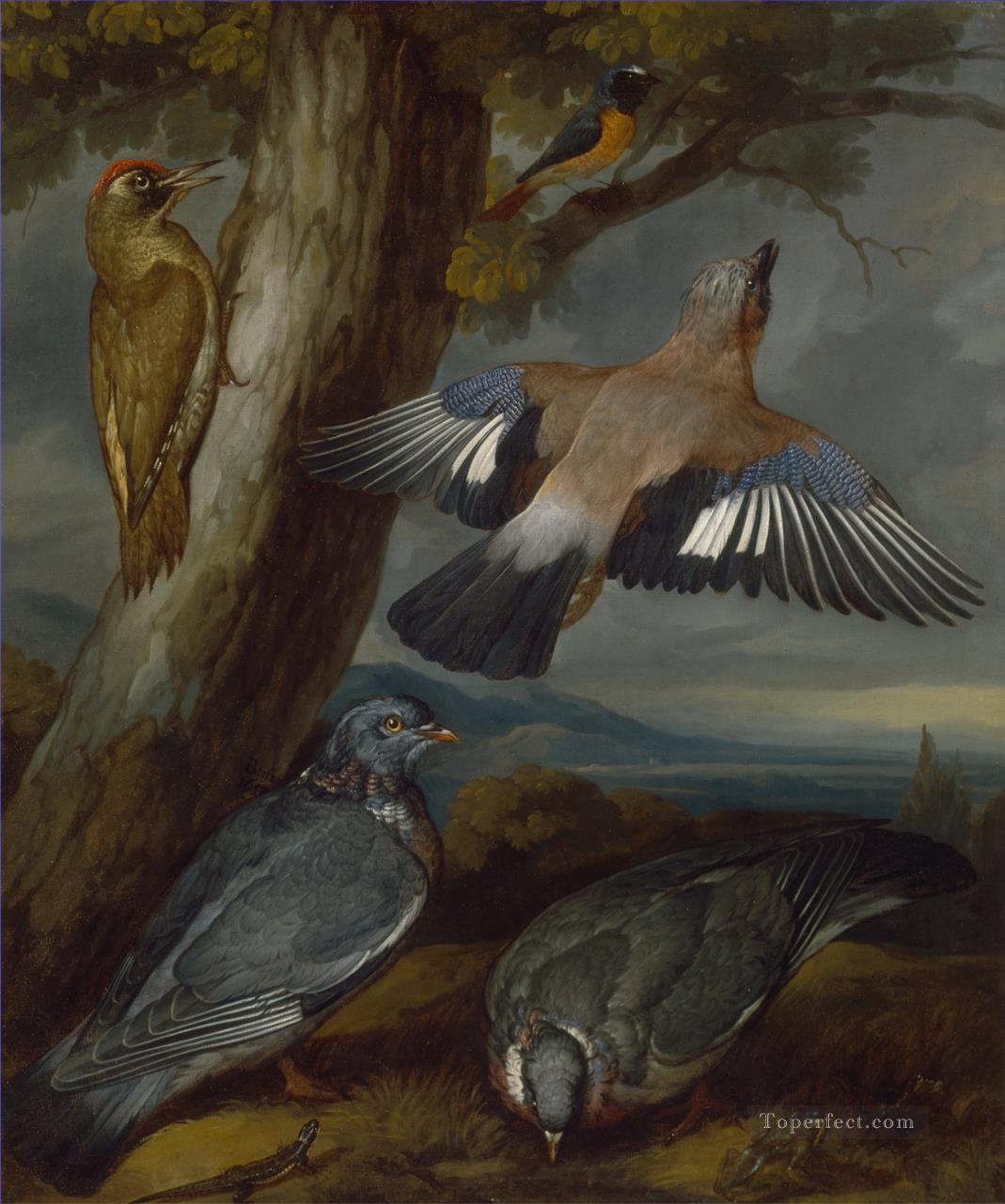 Francis Barlow Jay Grünspecht Tauben und Gartenrotschwanz Vögelen Ölgemälde